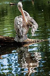 大自然动作冒险游戏《AWAY》5月25日登陆PS主机平台